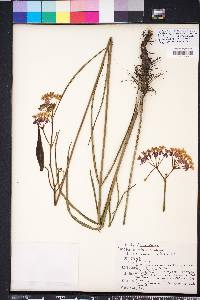Asclepias lanceolata image