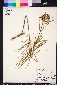 Asclepias longifolia image