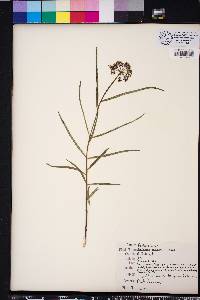 Asclepias michauxii image