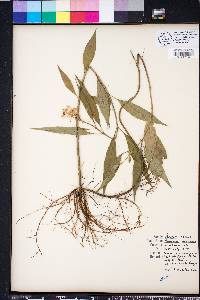 Asclepias perennis image