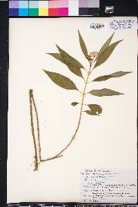 Asclepias perennis image