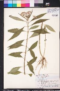 Asclepias perennis image