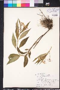 Asclepias perennis image