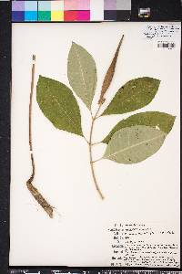 Asclepias variegata image