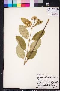 Asclepias variegata image