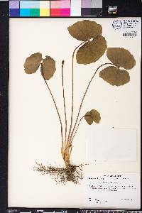 Jeffersonia diphylla image