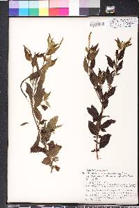 Heliotropium angiospermum image