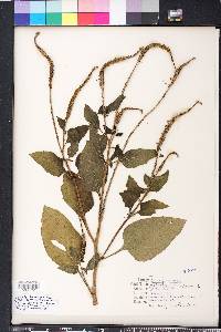 Heliotropium indicum image