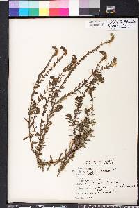 Heliotropium polyphyllum image