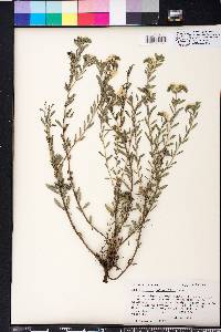 Heliotropium polyphyllum image