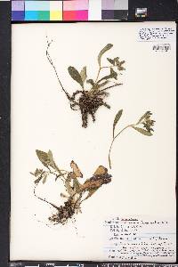 Lithospermum tuberosum image