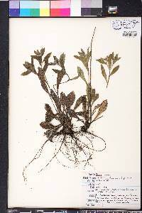 Lithospermum tuberosum image