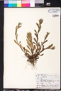 Myosotis macrosperma image