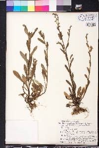 Myosotis macrosperma image