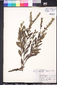 Onosmodium virginianum image