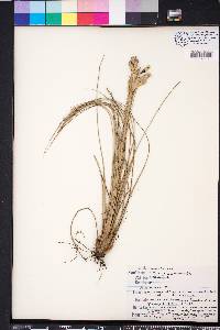 Tillandsia bartramii image