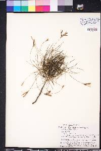 Tillandsia recurvata image