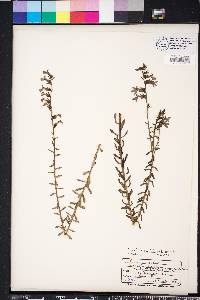 Lobelia brevifolia image