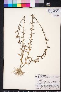 Lobelia brevifolia image
