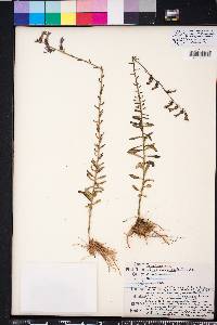 Lobelia brevifolia image