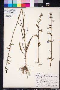 Lobelia glandulosa image