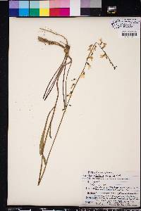 Lobelia paludosa image