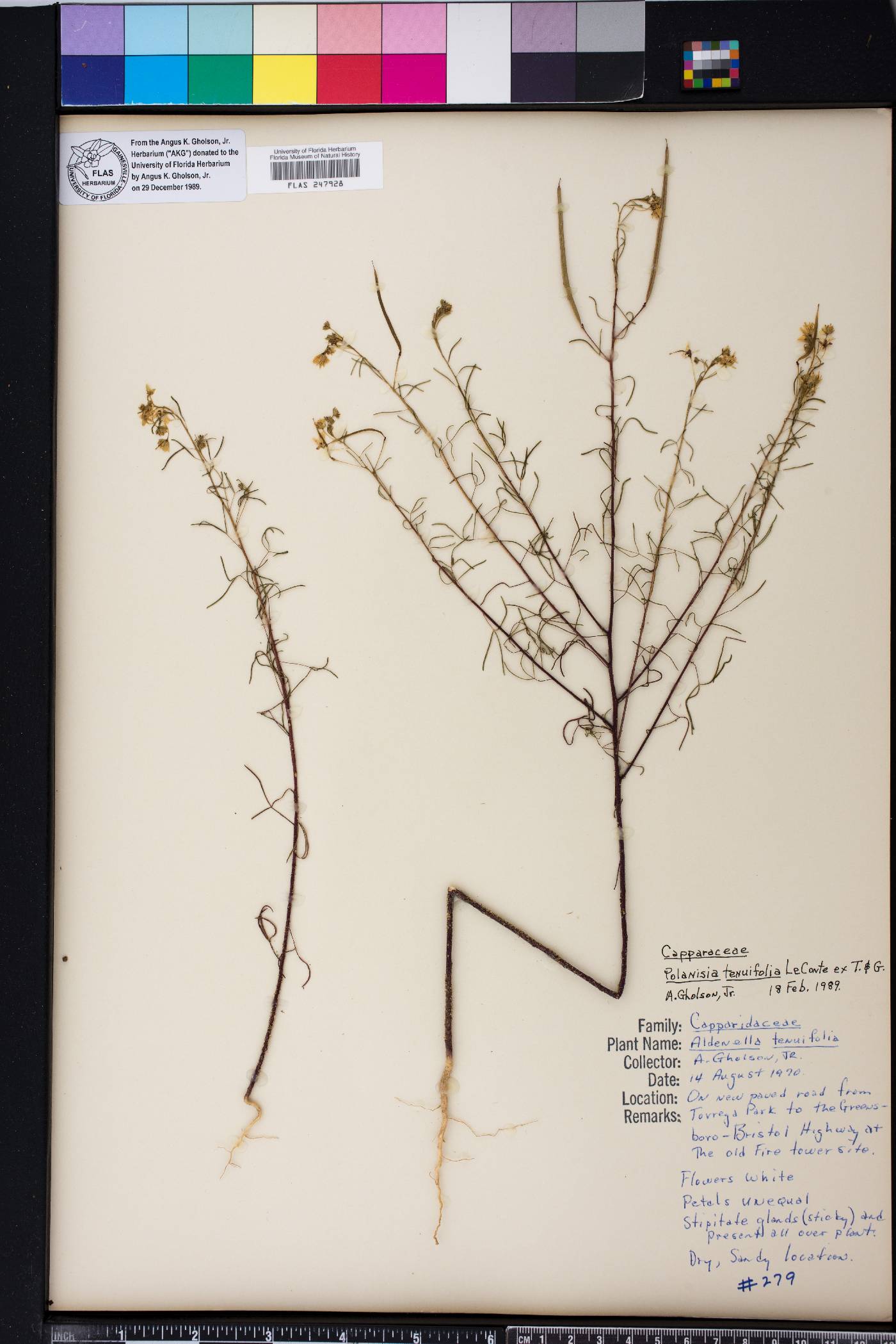 Polanisia tenuifolia image