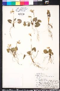 Viola hirsutula image