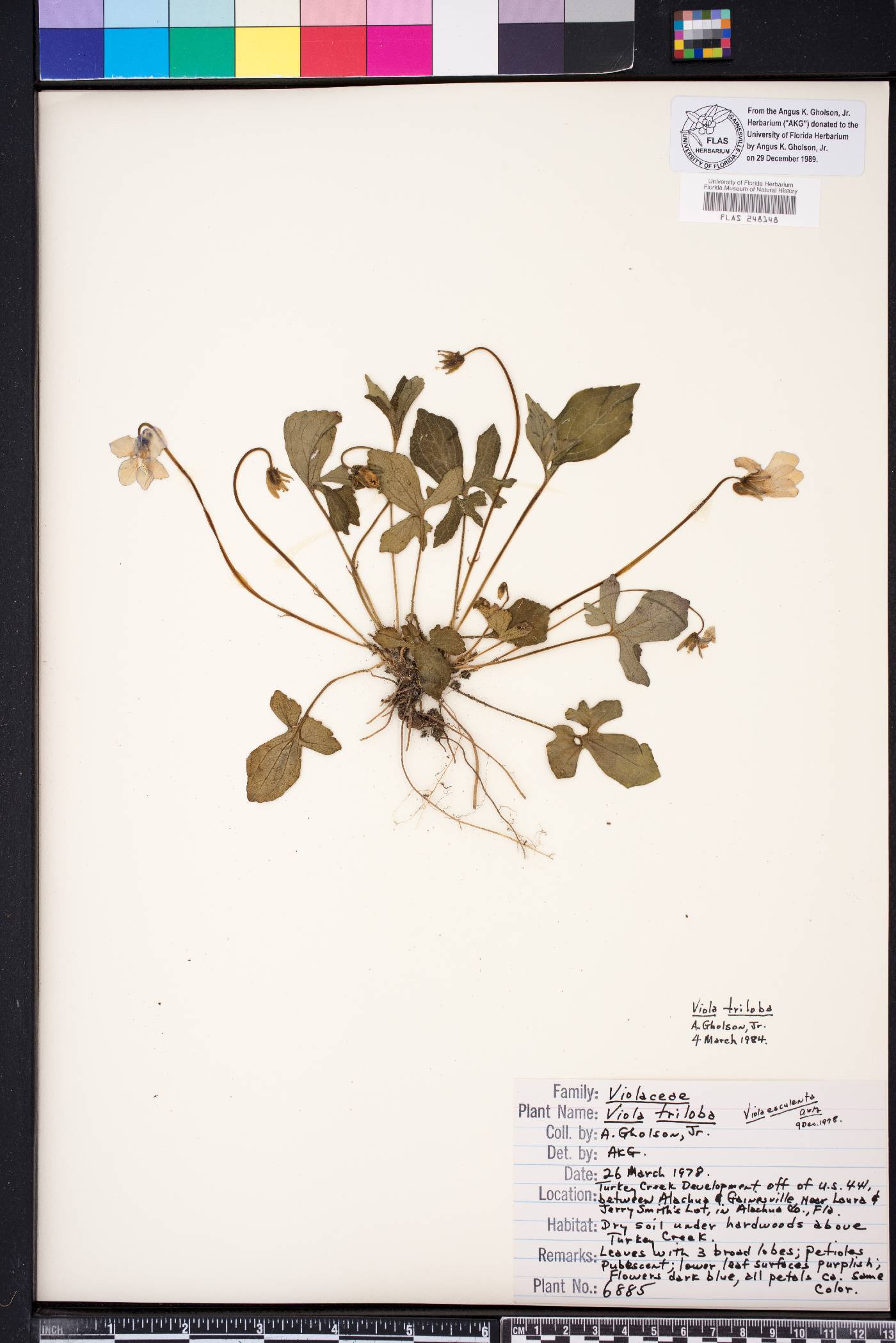 Viola triloba image