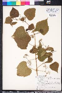 Ampelopsis cordata image