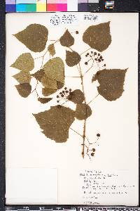 Ampelopsis cordata image