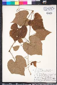 Vitis cinerea image