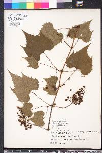 Vitis palmata image