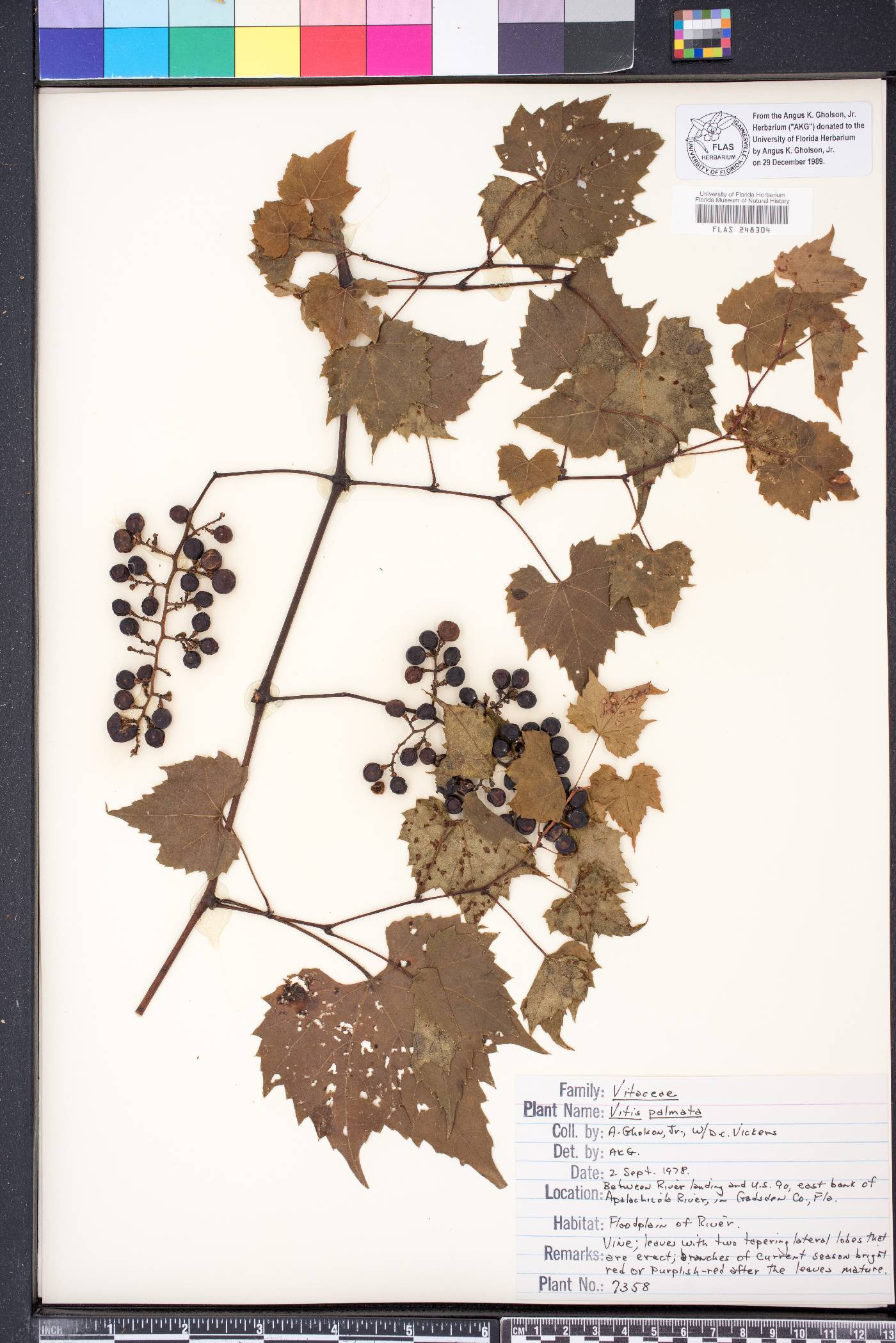 Vitis palmata image