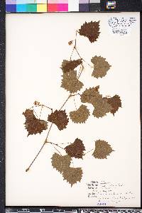 Vitis rotundifolia image