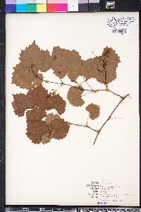 Vitis rotundifolia image