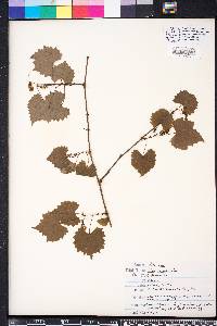 Vitis rotundifolia image