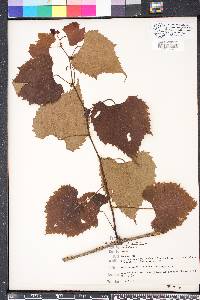 Vitis vulpina image