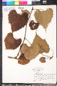 Vitis vulpina image