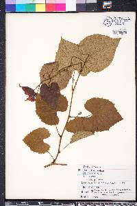 Vitis vulpina image