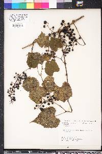 Vitis vulpina image