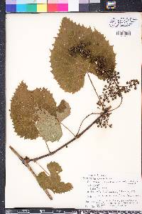 Vitis vulpina image