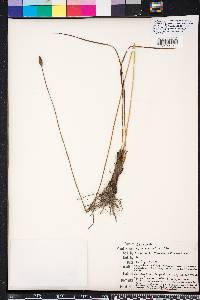 Xyris caroliniana image