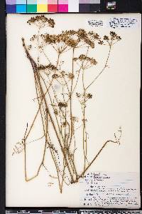 Angelica dentata image