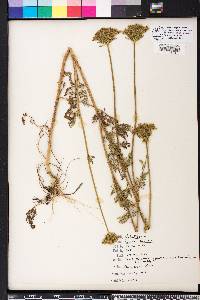 Daucus pusillus image