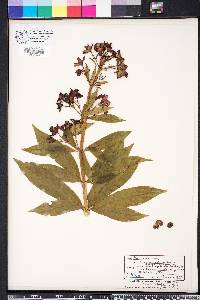 Clerodendrum indicum image