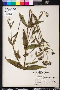 Verbena bonariensis image