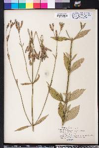 Verbena brasiliensis image