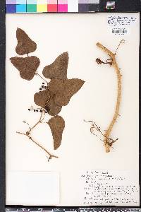 Smilax bona-nox image