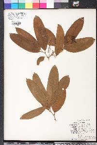 Smilax laurifolia image